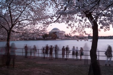 Cherry Blossom Festivali - Washington, DC.