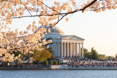 Cherry Blossom Festivali - Washington, DC.