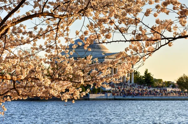 Cherry Blossom Festival - Washington, D.C.. — Stockfoto