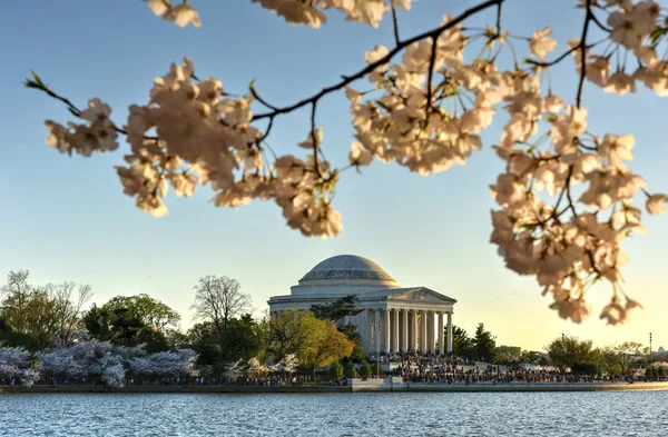 桜まつり - ワシントン D.C. — ストック写真