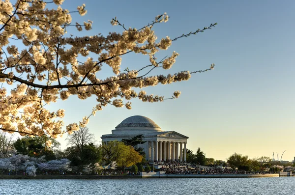 Festival de las Flores de Cerezo - Washington, D.C. . — Foto de Stock