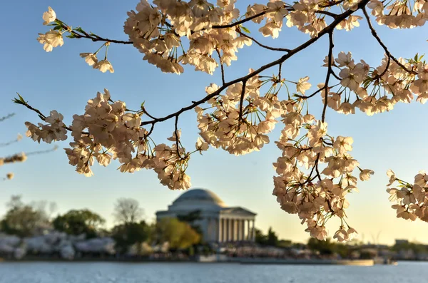 Cherry Blossom Festival - Washington, D.C. — Stock Photo, Image