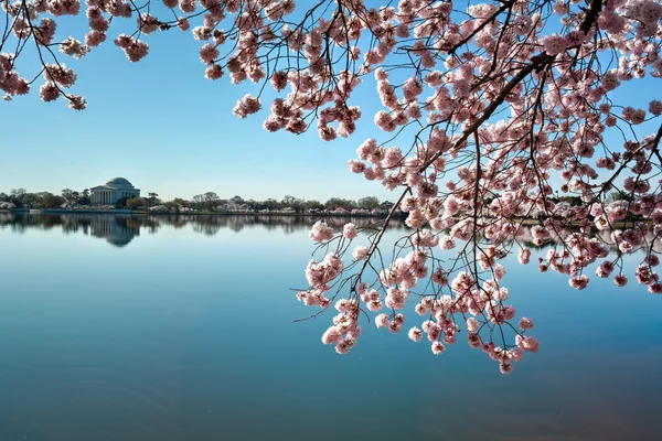 Jefferson Memorial - Washington D.C. . — Fotografia de Stock