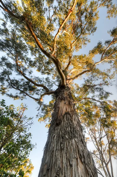 Drzewa - Kings Park, Perth — Zdjęcie stockowe