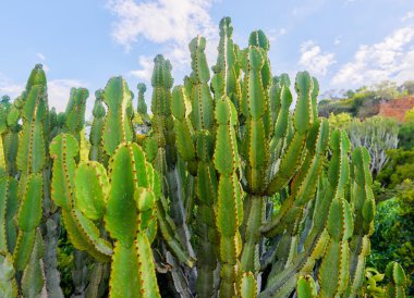 Cactus of South Africa