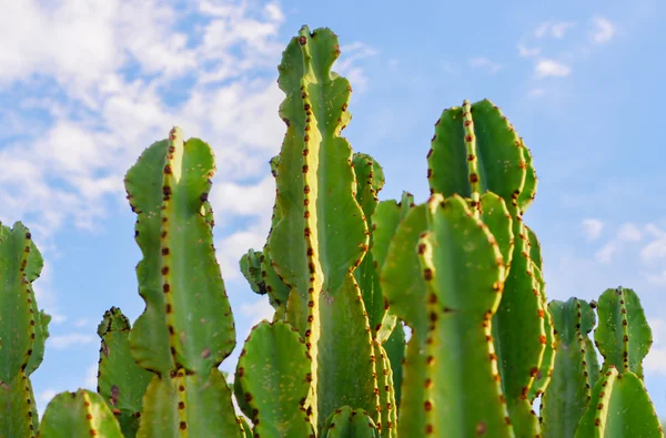 Cactus of South Africa — 图库照片
