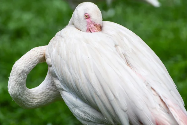 Vogel im Jobburger Zoo — Stockfoto