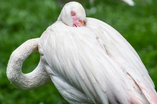 Joburg 動物園で鳥 — ストック写真