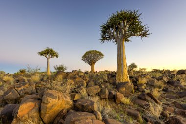 Titreme ağaç orman - huntiing