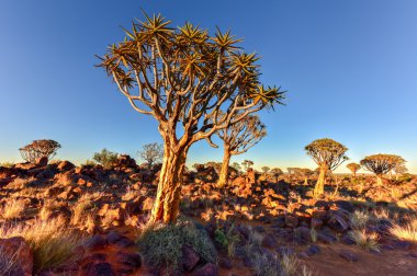 Titreme ağaç orman - huntiing