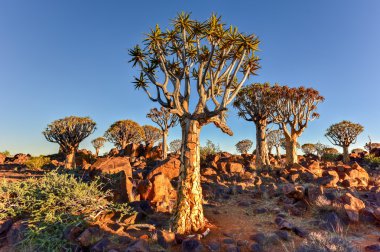 Titreme ağaç orman - huntiing