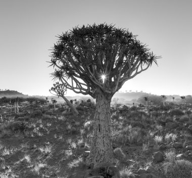 Titreme ağaç orman - huntiing