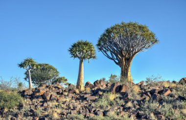 Titreme ağaç orman - huntiing