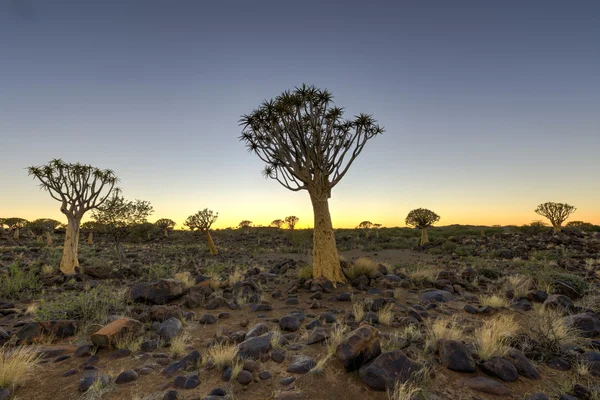 Колчан дерево лес - Намибии — стоковое фото