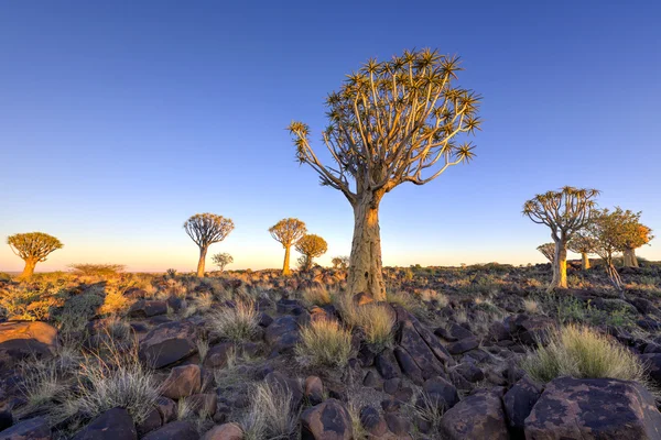 Колчан дерево лес - Намибии — стоковое фото
