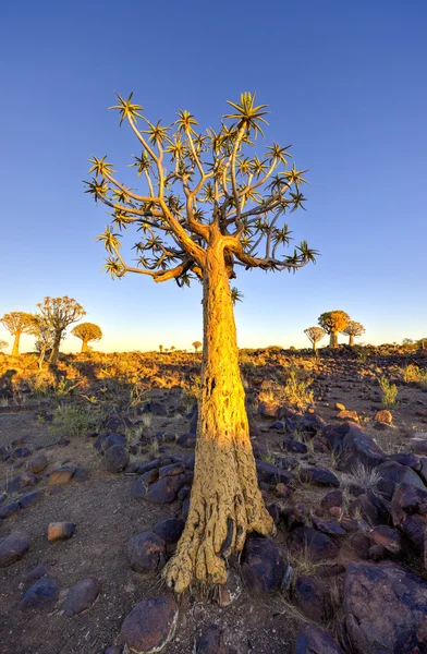 Köcherbaumwald - nambia — Stockfoto