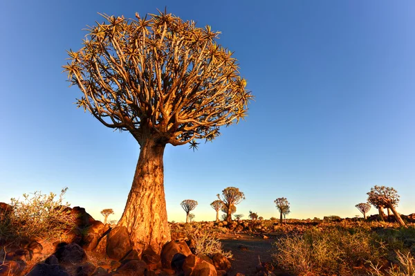 Quiver Tree Forest - Nambia — Stock Photo, Image