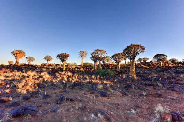 Quiver Tree Forest - Nambia — Stock Photo, Image