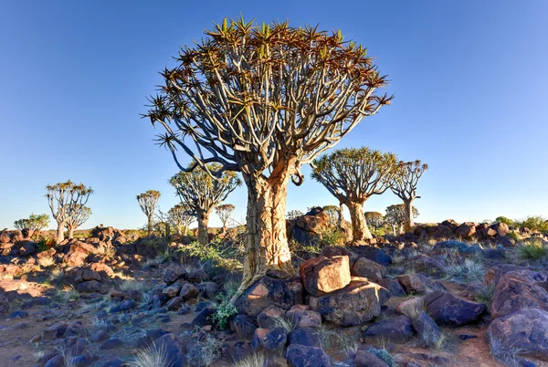 Quiver Tree Forest - Nambia — Stock Photo, Image