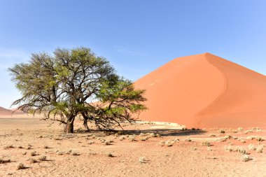 Namib Çölü, Namibya