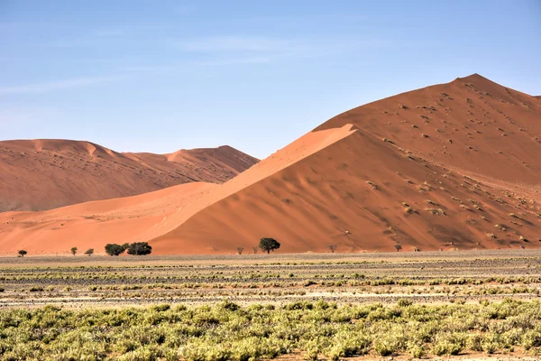 Désert namibien, namibie — Photo