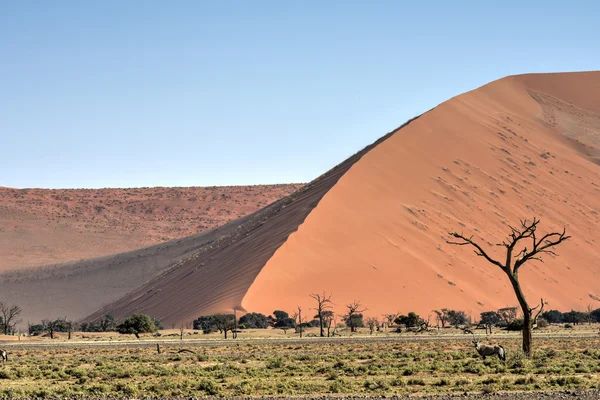 ナミブ砂漠、ナミビア — ストック写真