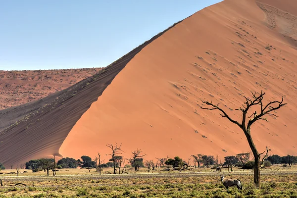 Deserto de Namíbia, Namíbia — Fotografia de Stock