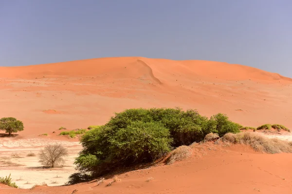 Sossusvlei, Namibia — Stock Photo, Image