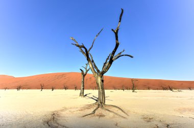 Ölü Vlei, Namibya