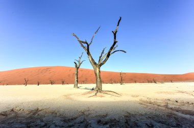 Ölü Vlei, Namibya