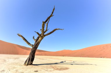 Dead Vlei, Namibia clipart