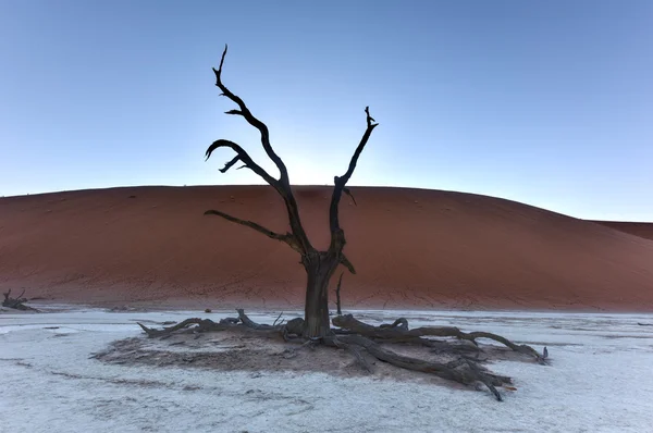 Dead Vlei, Namibia — Stock Photo, Image