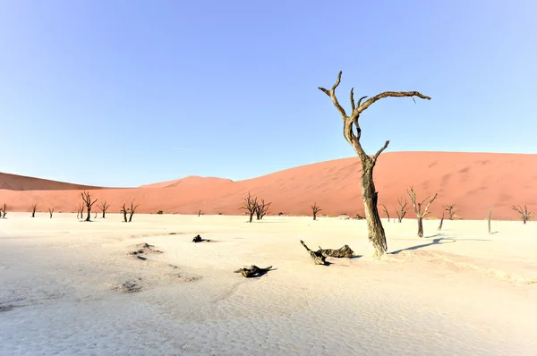 Dead Vlei, Namibia —  Fotos de Stock