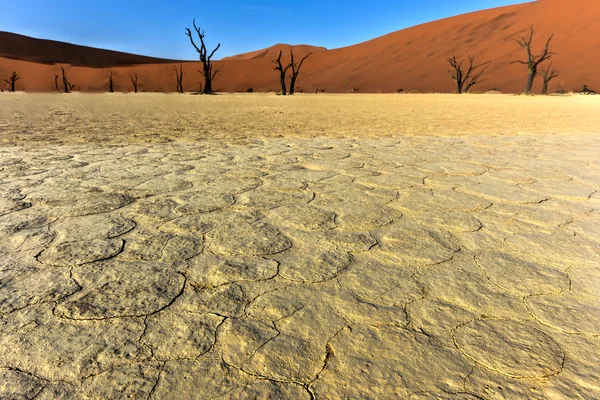 Ölü Vlei, Namibya — Stok fotoğraf