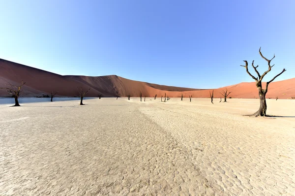 Dead Vlei, Namibia — Stockfoto