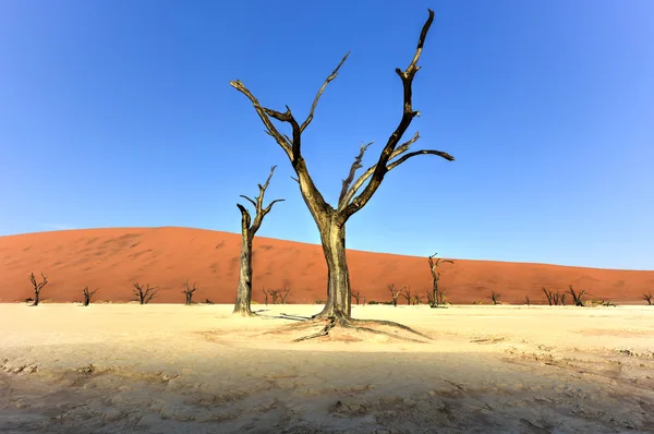 Νεκρός Vlei, Ναμίμπια — Φωτογραφία Αρχείου