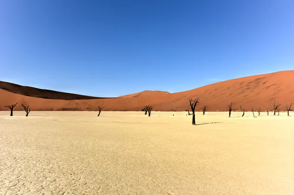 Νεκρός Vlei, Ναμίμπια — Φωτογραφία Αρχείου