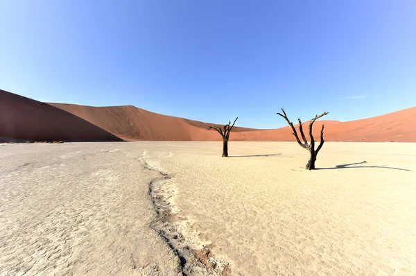 Ölü Vlei, Namibya — Stok fotoğraf