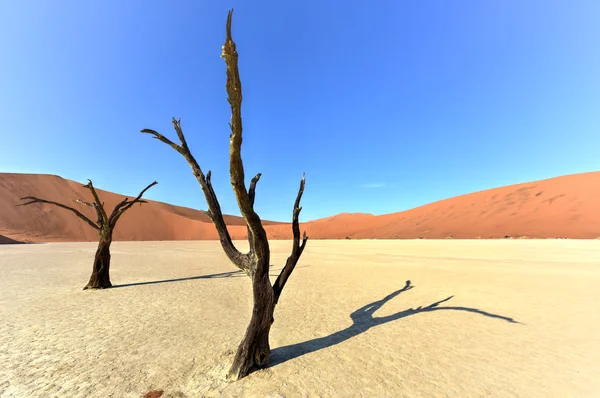 Νεκρός Vlei, Ναμίμπια — Φωτογραφία Αρχείου