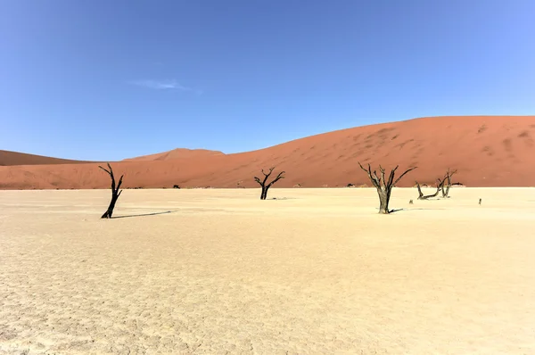 Dead Vlei, Namibie — Photo