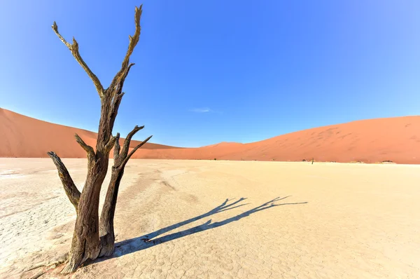 Dead Vlei, Namibia — Stockfoto