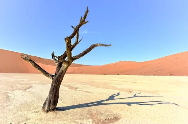 Dead Vlei, Namibia — Stock Photo, Image