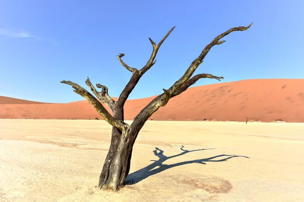 Dead Vlei, Namibie — Photo