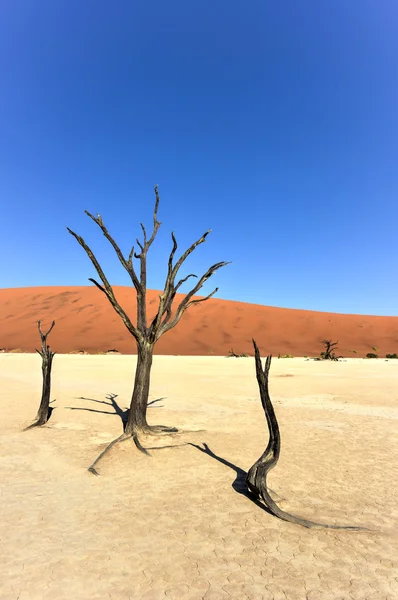 Dead Vlei, Namibia — Foto de Stock