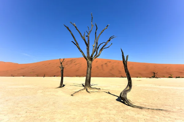Ölü Vlei, Namibya — Stok fotoğraf