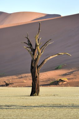 Dead Vlei, Namibia clipart