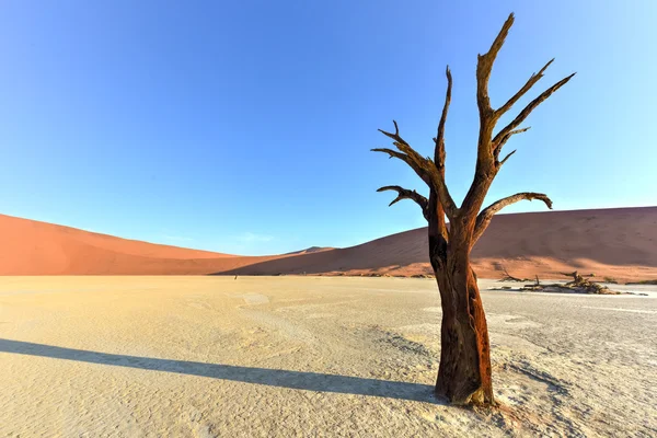 Νεκρός Vlei, Ναμίμπια — Φωτογραφία Αρχείου