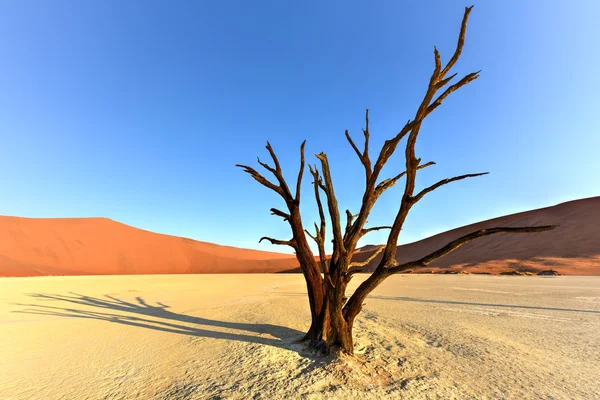 Dead Vlei, Namibia — Zdjęcie stockowe