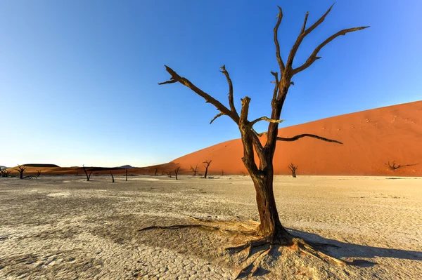 Dead Vlei, Namibie — Photo