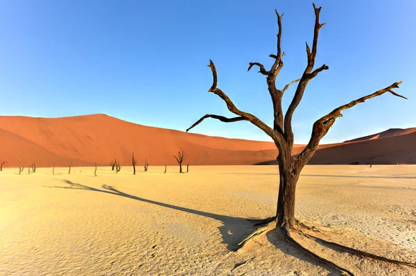 Dead Vlei, Namibie — Photo